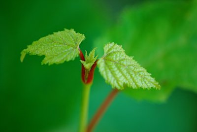 Acer pensylvanicum - javor pensylvánský - vývoj listu